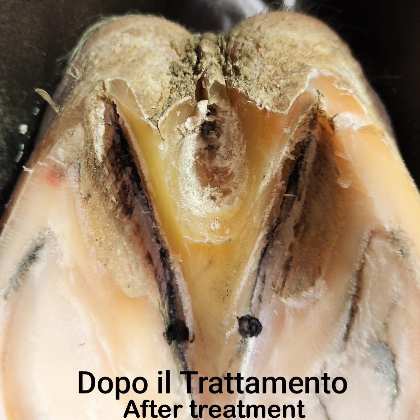 SOS-FROG IGIENIZZANTE PER IL FETTONE (500 ML)