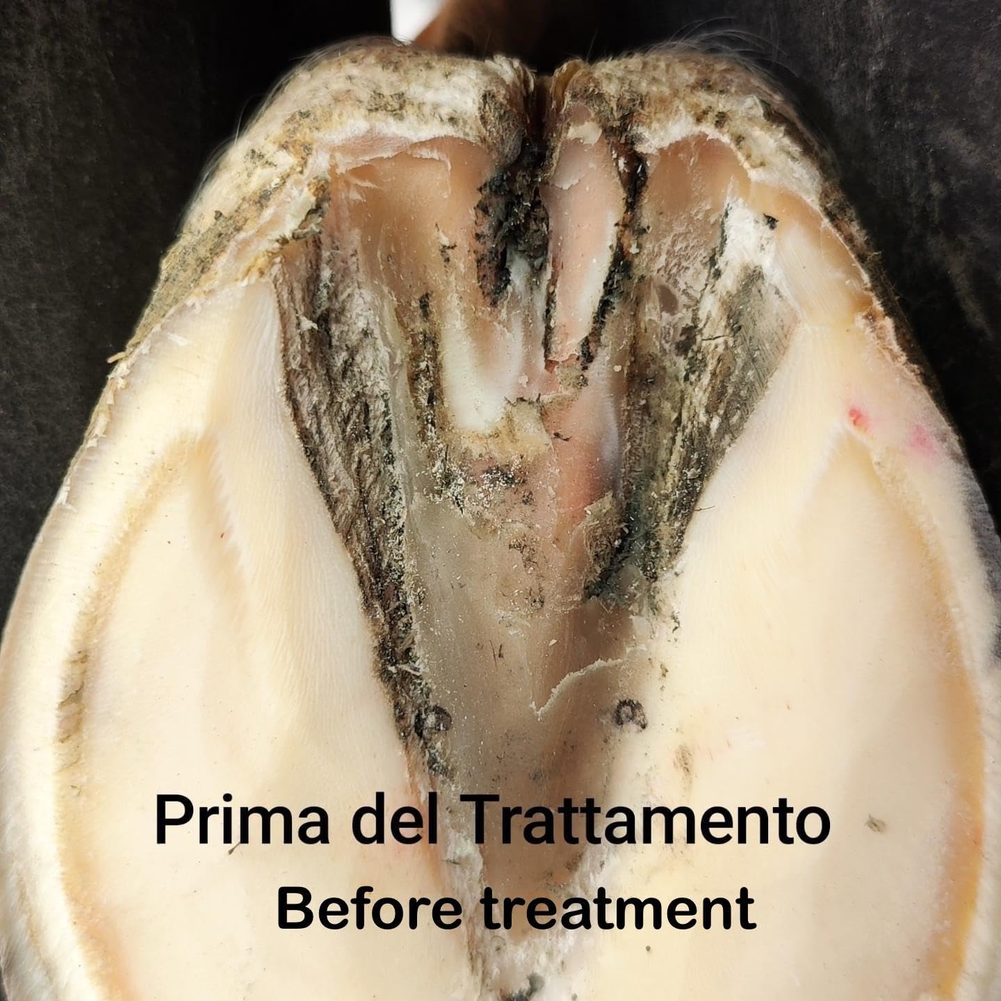 SOS-FROG IGIENIZZANTE PER IL FETTONE (500 ML)