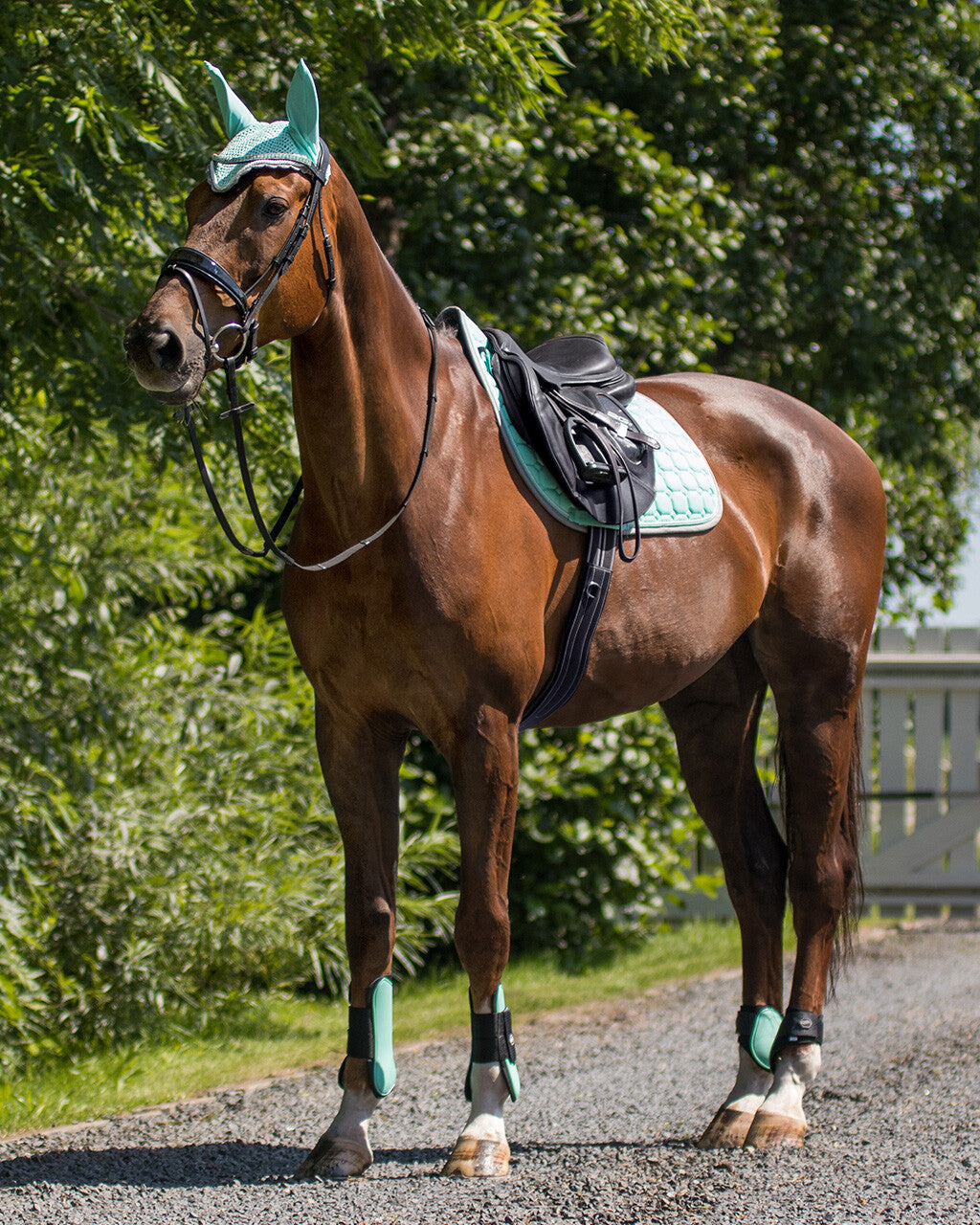 PARATENDINI QHP IN NEOPRENE